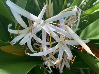 LILY - White Spider plant from bulb Crinum asiaticum mature plant rooted 2ft or higher