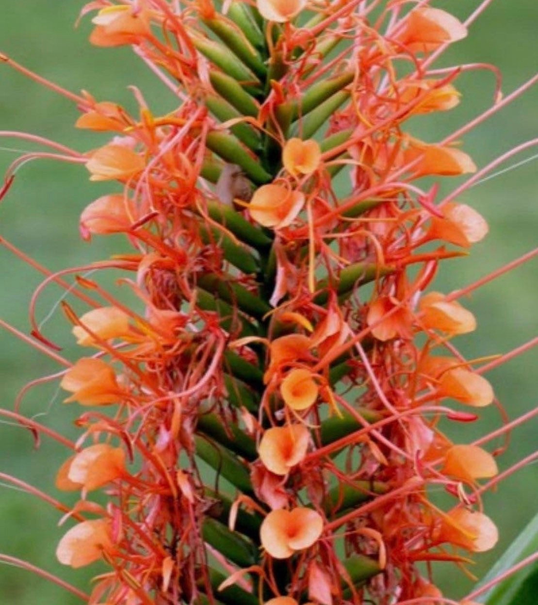 Hedychium Coccineum Orange Scarlet Ginger Butterfly fragrant Lily rhizome Zingiberaceae.