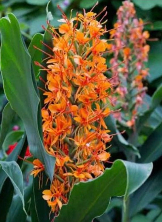 Hedychium Coccineum Orange Scarlet Ginger Butterfly fragrant Lily rhizome Zingiberaceae.