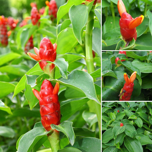 Red Button Ginger Costus aka Lipstick / Lolipop Ginger bulb rhizome