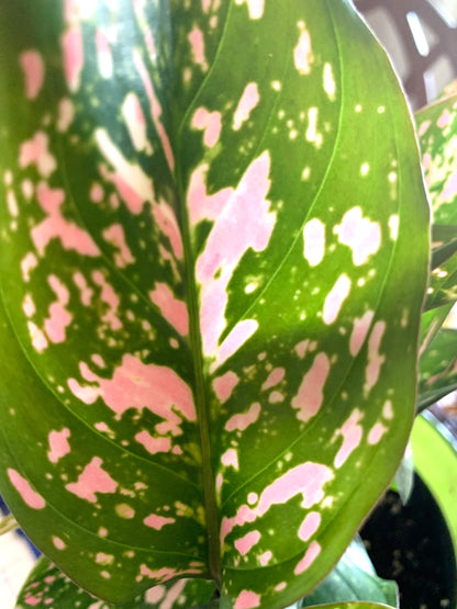 Aglaonema Pink lady Valentine Chinese evergreen pink/green/red splash Houseplant