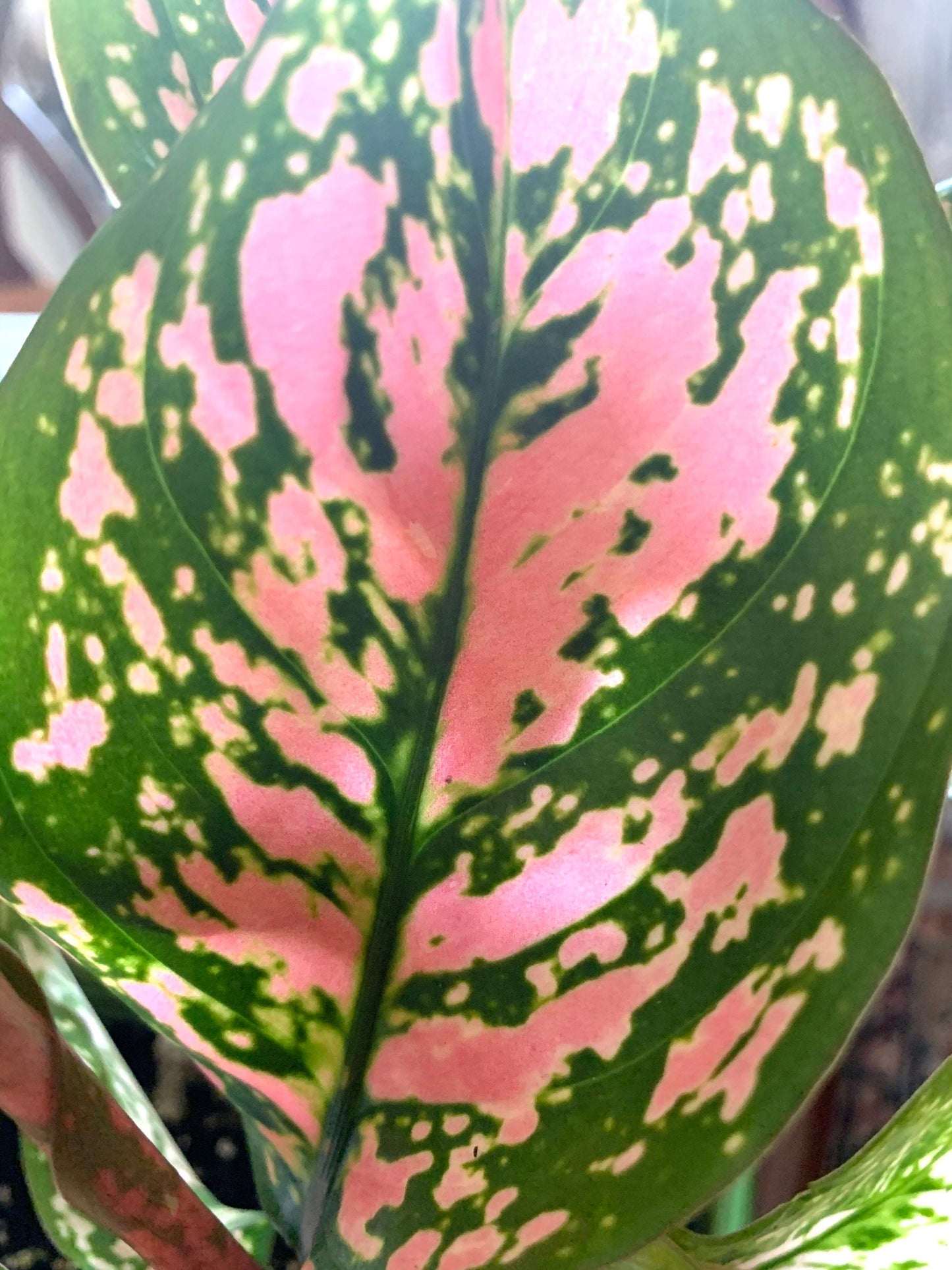 Aglaonema Pink lady Valentine Chinese evergreen pink/green/red splash Houseplant