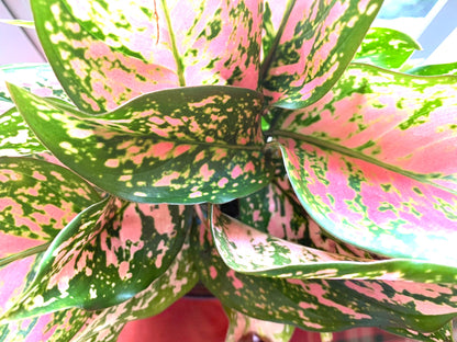 Aglaonema Pink lady Valentine Chinese evergreen pink/green/red splash Houseplant