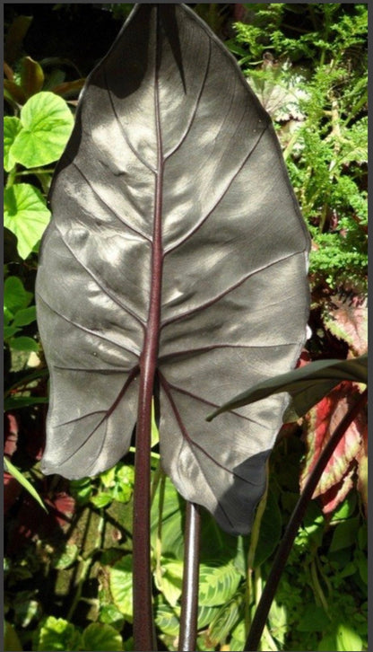 Alocasia Metallica Yucatan Princess plant live