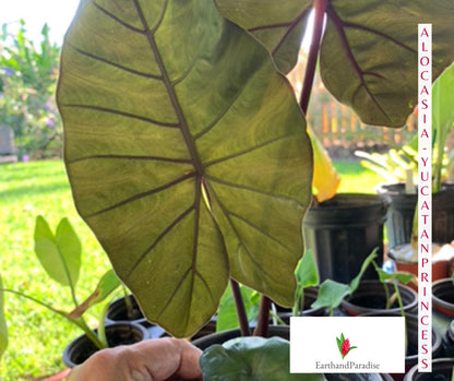 Alocasia Metallica Yucatan Princess plant live