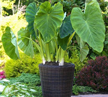 Colocasia Elephant Ear Giant-young starter plant live