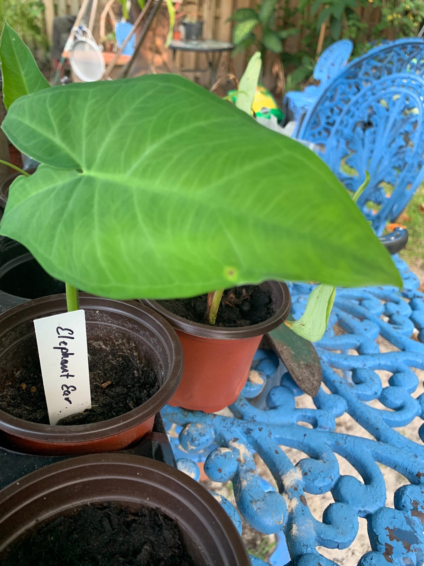 Colocasia Elephant Ear Giant-young starter plant live