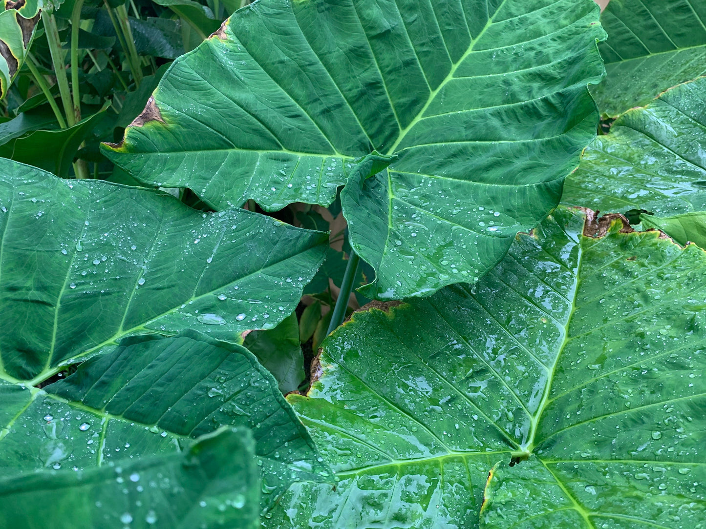 Colocasia Elephant Ear Giant-young starter plant live