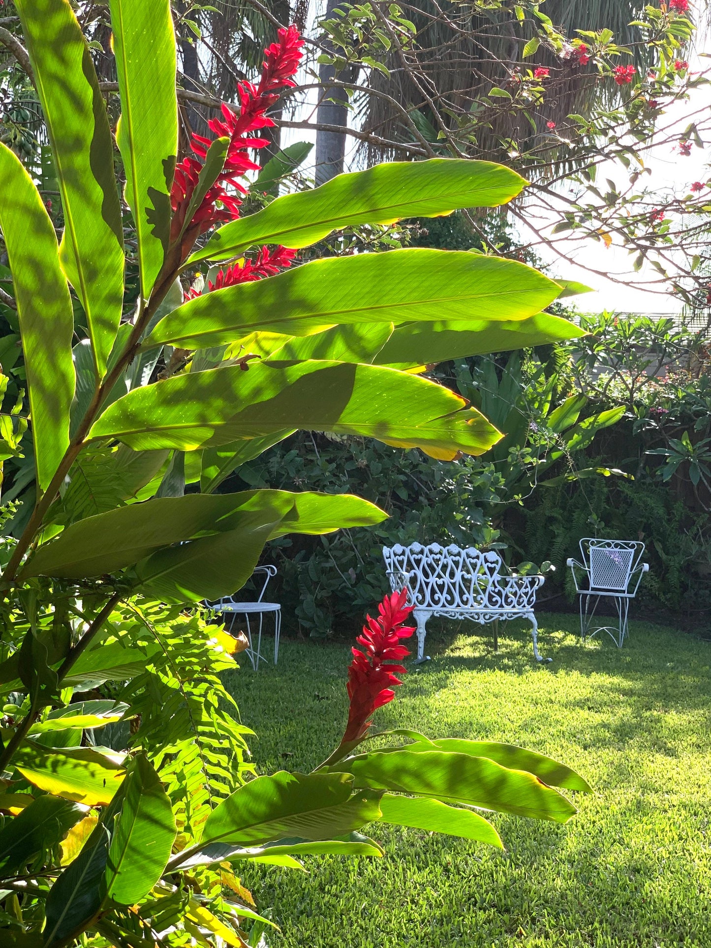 Hawaiian Red Ginger Alpinia Purpurata live rhizome with stalk