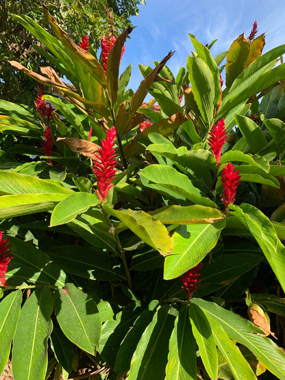 Hawaiian Red Ginger Alpinia Purpurata live rhizome with stalk