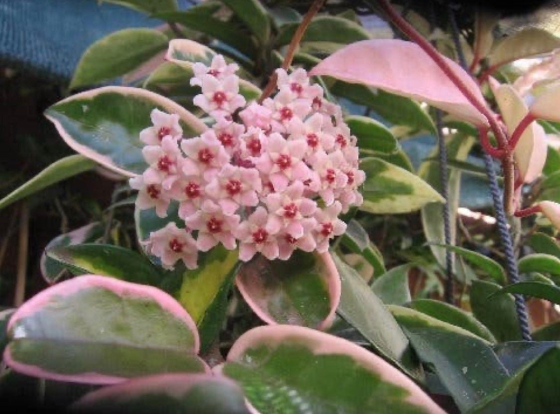 Hoya Carnosa ‘Krimson  Queen’ variegated tricolor wax starter plant in pot