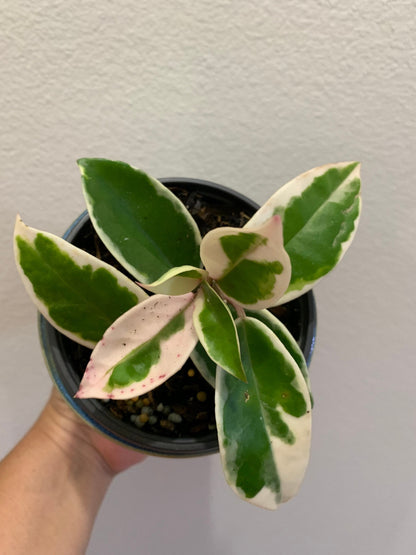 Hoya Carnosa ‘Krimson  Queen’ variegated tricolor wax starter plant in pot