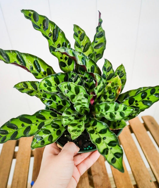 Calathea Lancifolia Rattlesnake starter plant in pot