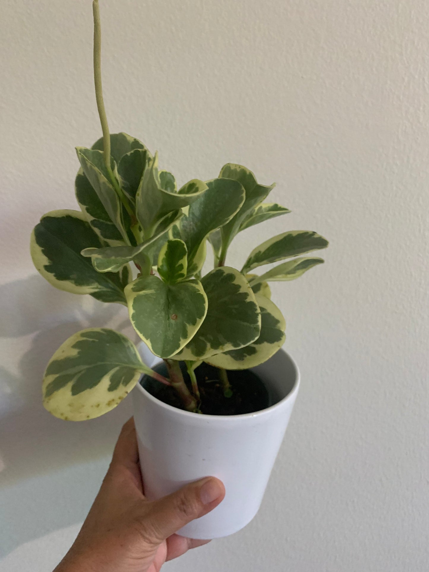 Peperomia Golden Obtusifolia Variegated starter plant.