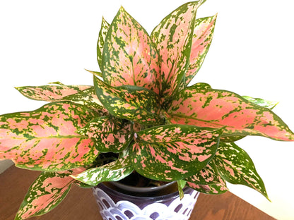 Aglaonema Pink lady Valentine Chinese evergreen pink/green/red splash Houseplant