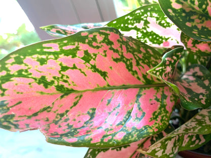 Aglaonema Pink lady Valentine Chinese evergreen pink/green/red splash Houseplant