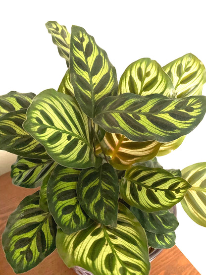 Calathea Peacock plant makoyana houseplant indoor live exotic rare