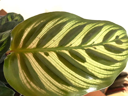 Calathea Peacock plant makoyana houseplant indoor live exotic rare