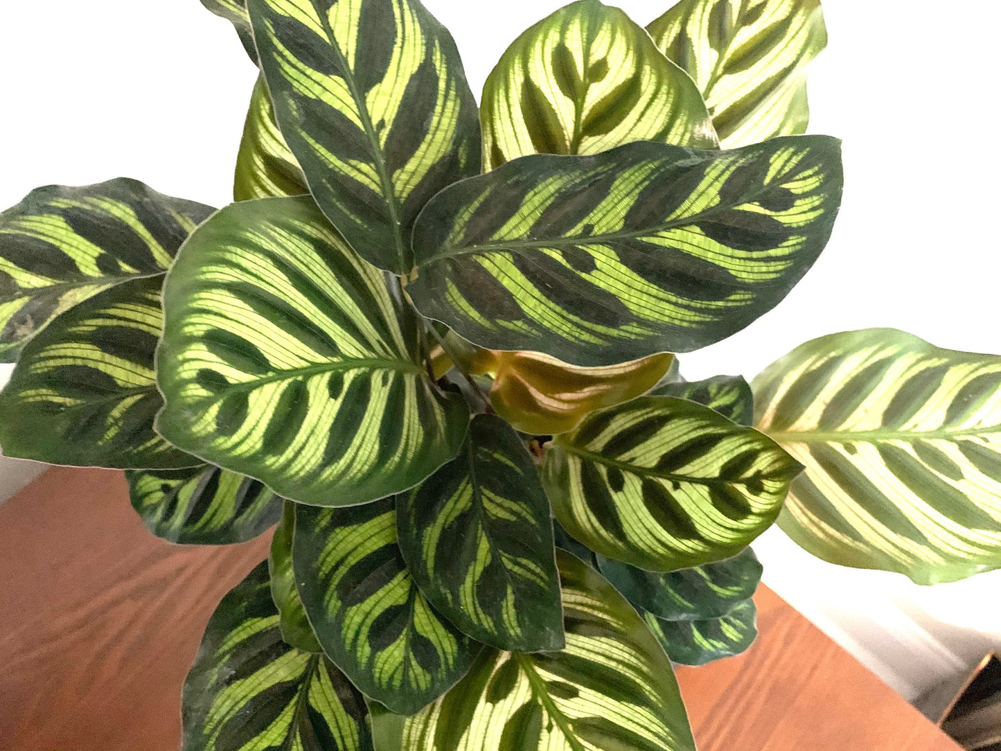 Calathea Peacock plant makoyana houseplant indoor live exotic rare