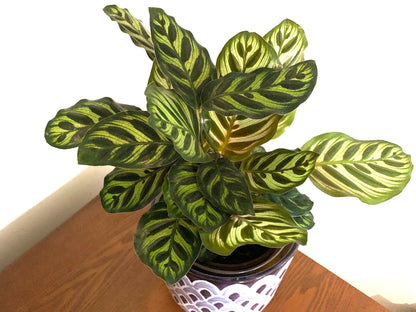 Calathea Peacock plant makoyana houseplant indoor live exotic rare