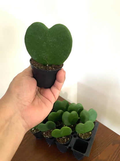 Hoya heart Kerrii live rooted plant in a 4” pot.