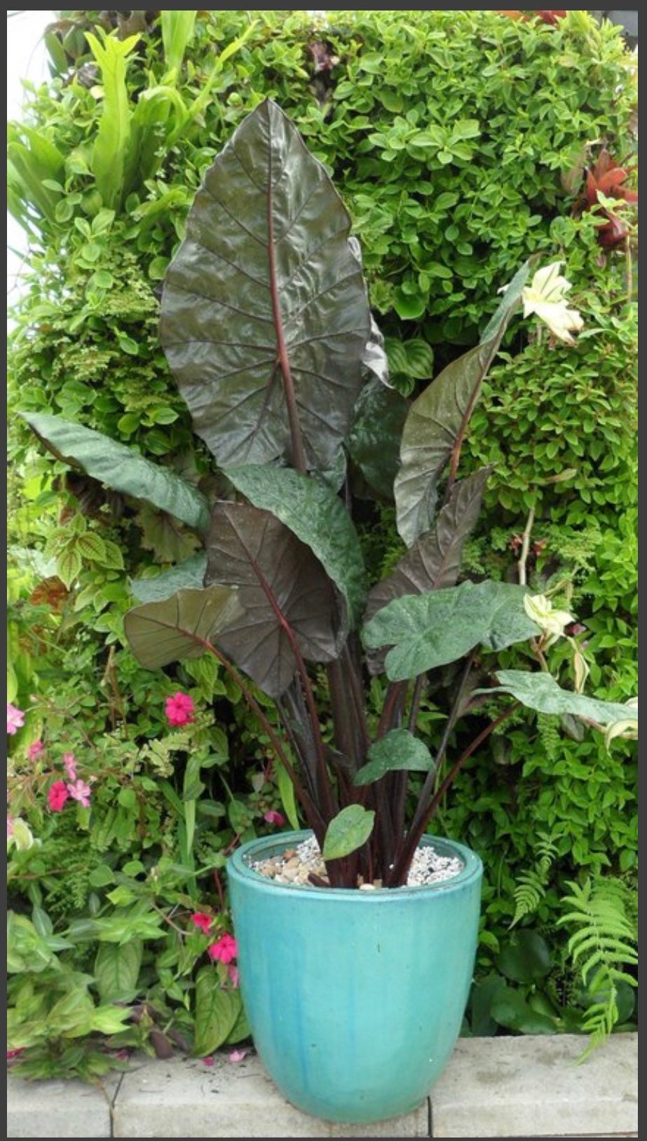 Alocasia Metallica Yucatan Princess plant live