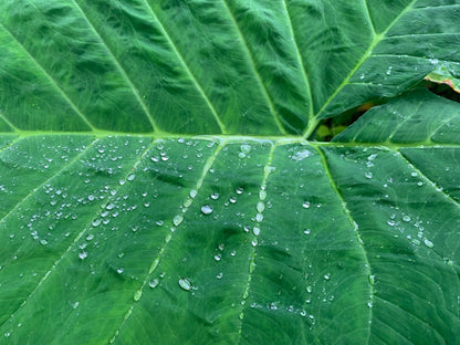 Colocasia Elephant Ear Giant-young starter plant live