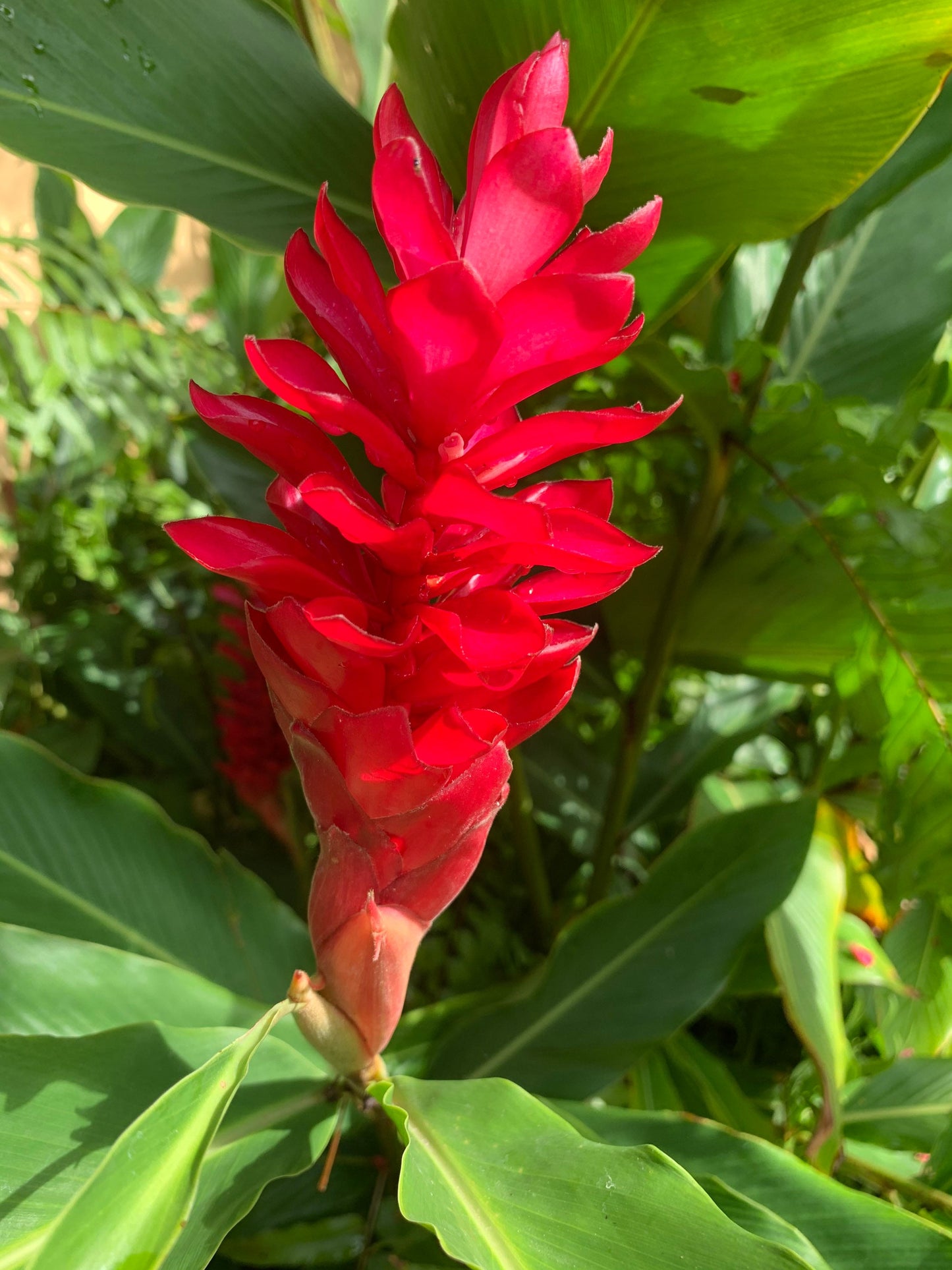 Hawaiian Red Ginger Alpinia Purpurata live rhizome with stalk