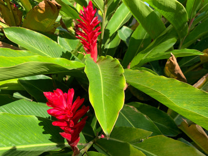 Hawaiian Red Ginger Alpinia Purpurata live rhizome with stalk