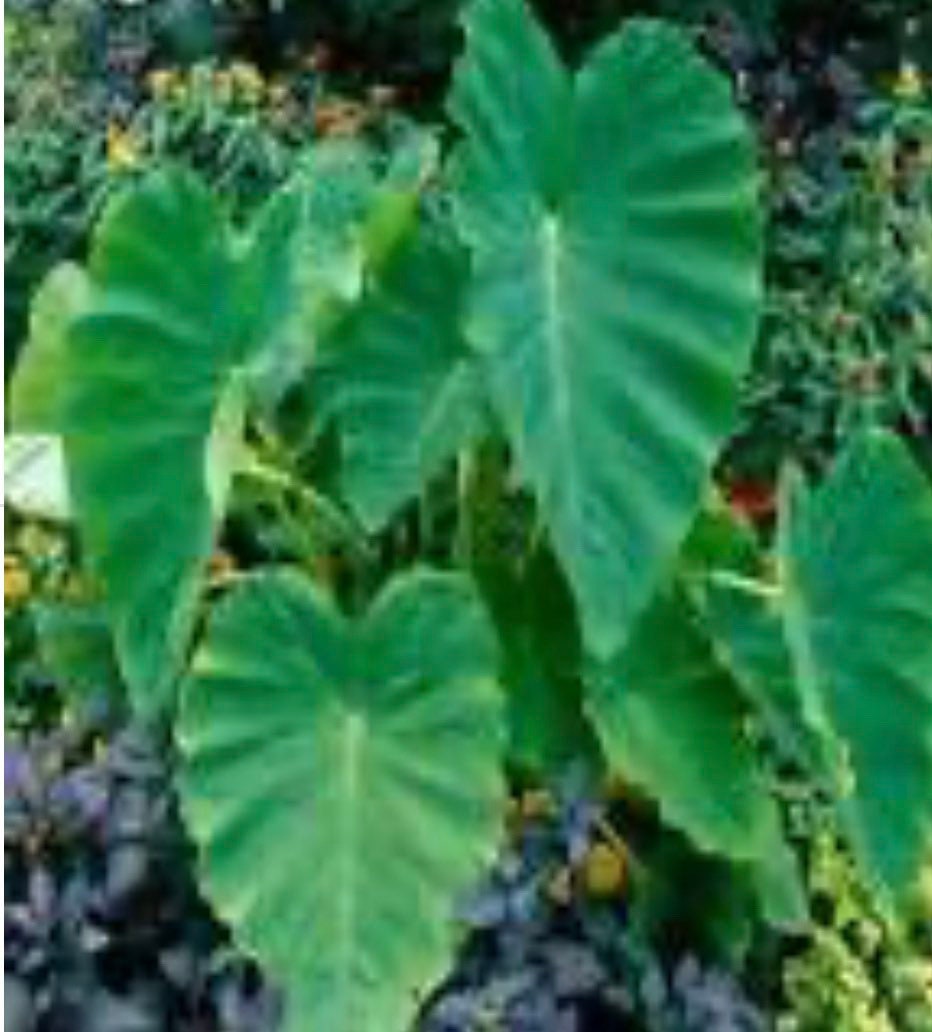 Colocasia Elephant Ear Giant- Xanthosoma starter plants in 4 “ pot