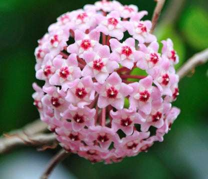 Hoya Carnosa ‘Krimson  Queen’ variegated tricolor wax starter plant in pot