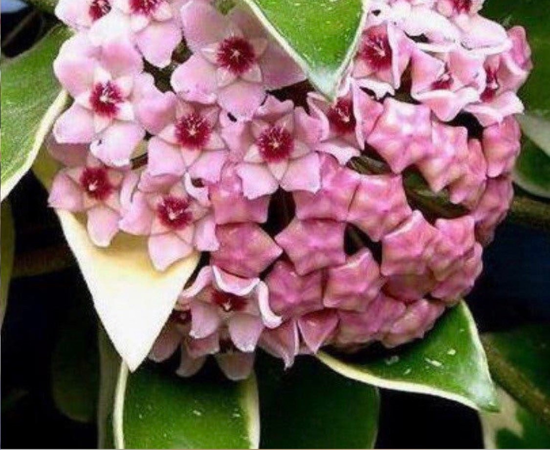 Hoya Carnosa ‘Krimson  Queen’ variegated tricolor wax starter plant in pot