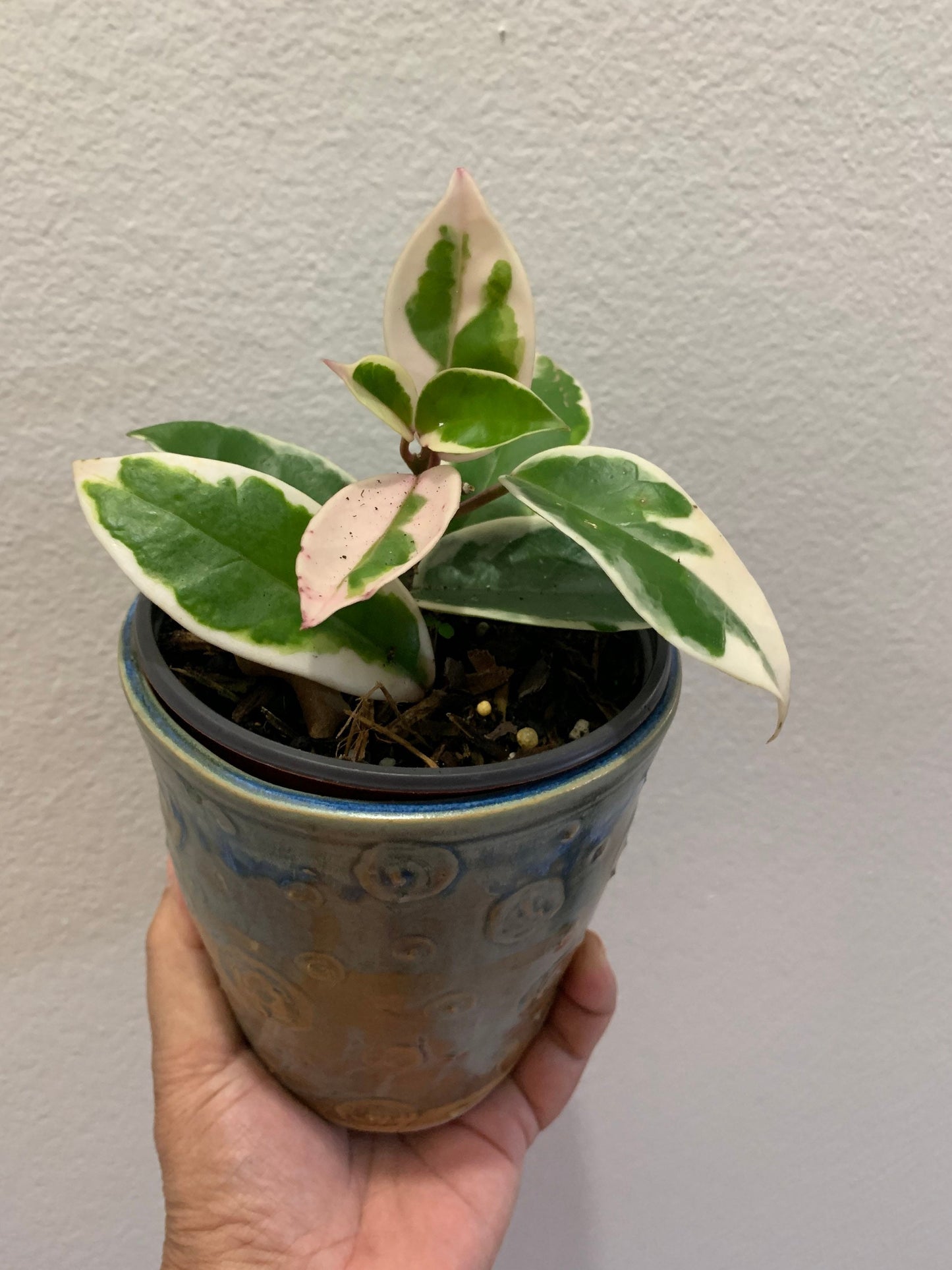 Hoya Carnosa ‘Krimson  Queen’ variegated tricolor wax starter plant in pot