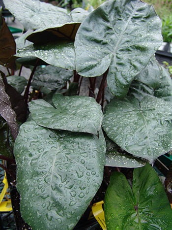 Alocasia Metallica Sarawakensis Yucatan Princess Elephant Ear starter plant in 4” pot