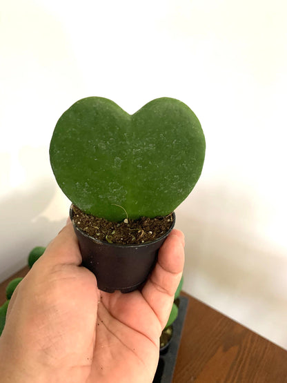 Hoya heart Kerrii live rooted plant in a 4” pot.