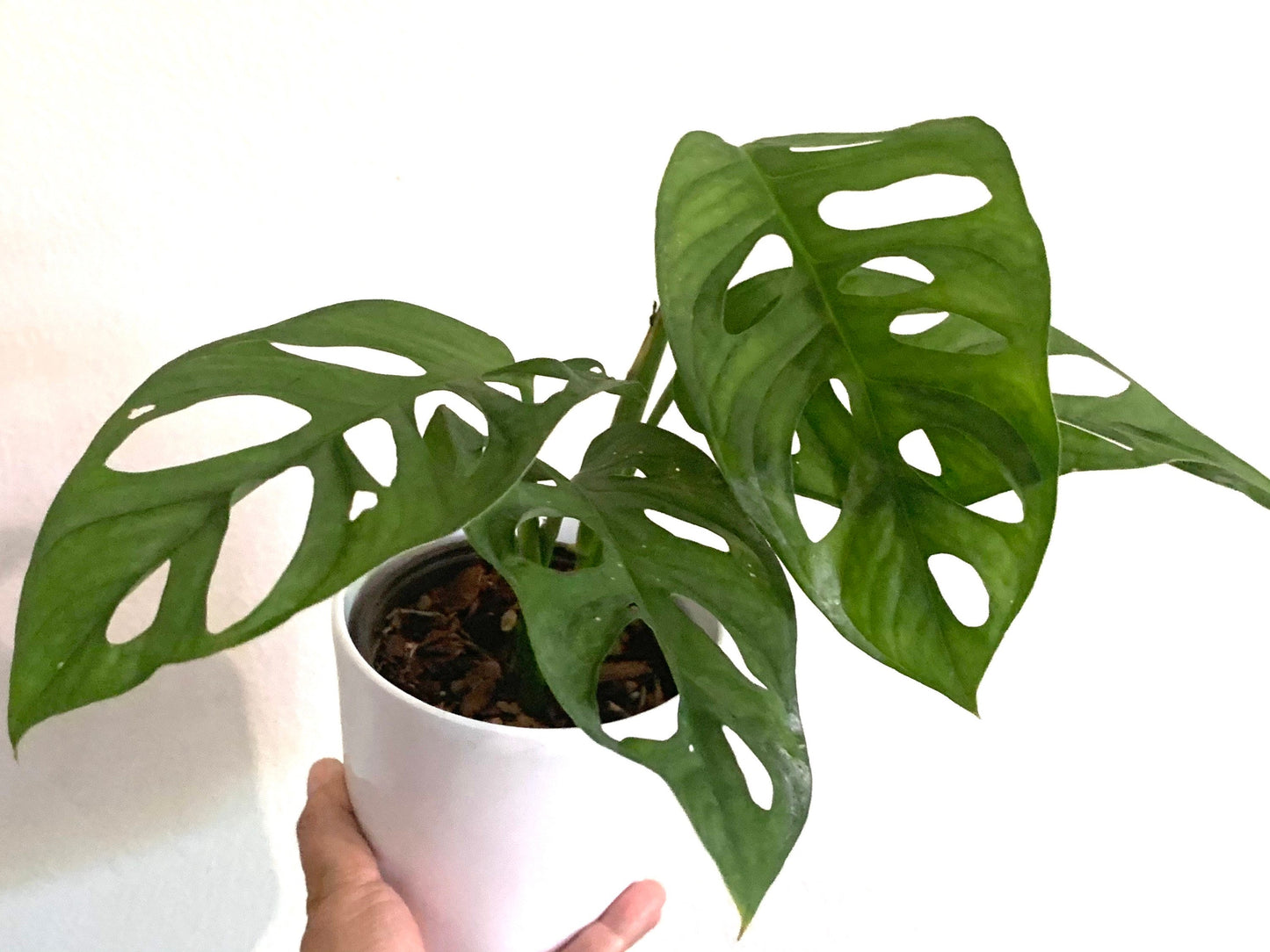 Monstera Adansonii plant