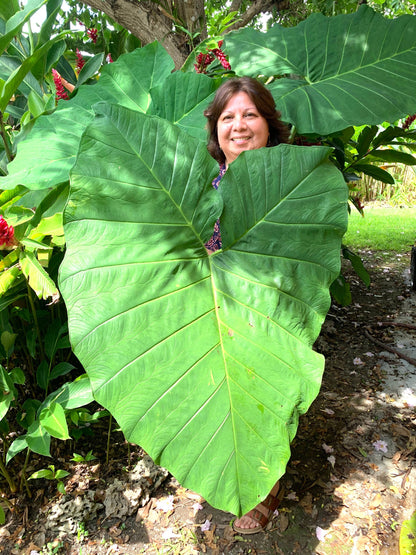 Colocasia Elephant Ear Giant- Xanthosoma starter plants in 4 “ pot