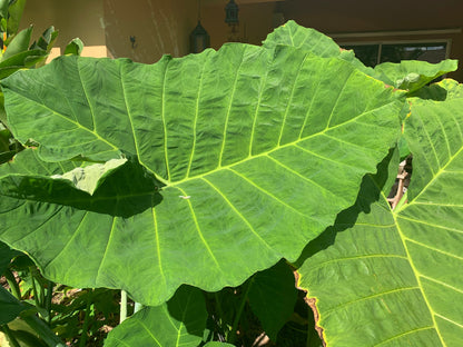 Colocasia Elephant Ear Giant- Xanthosoma starter plants in 4 “ pot