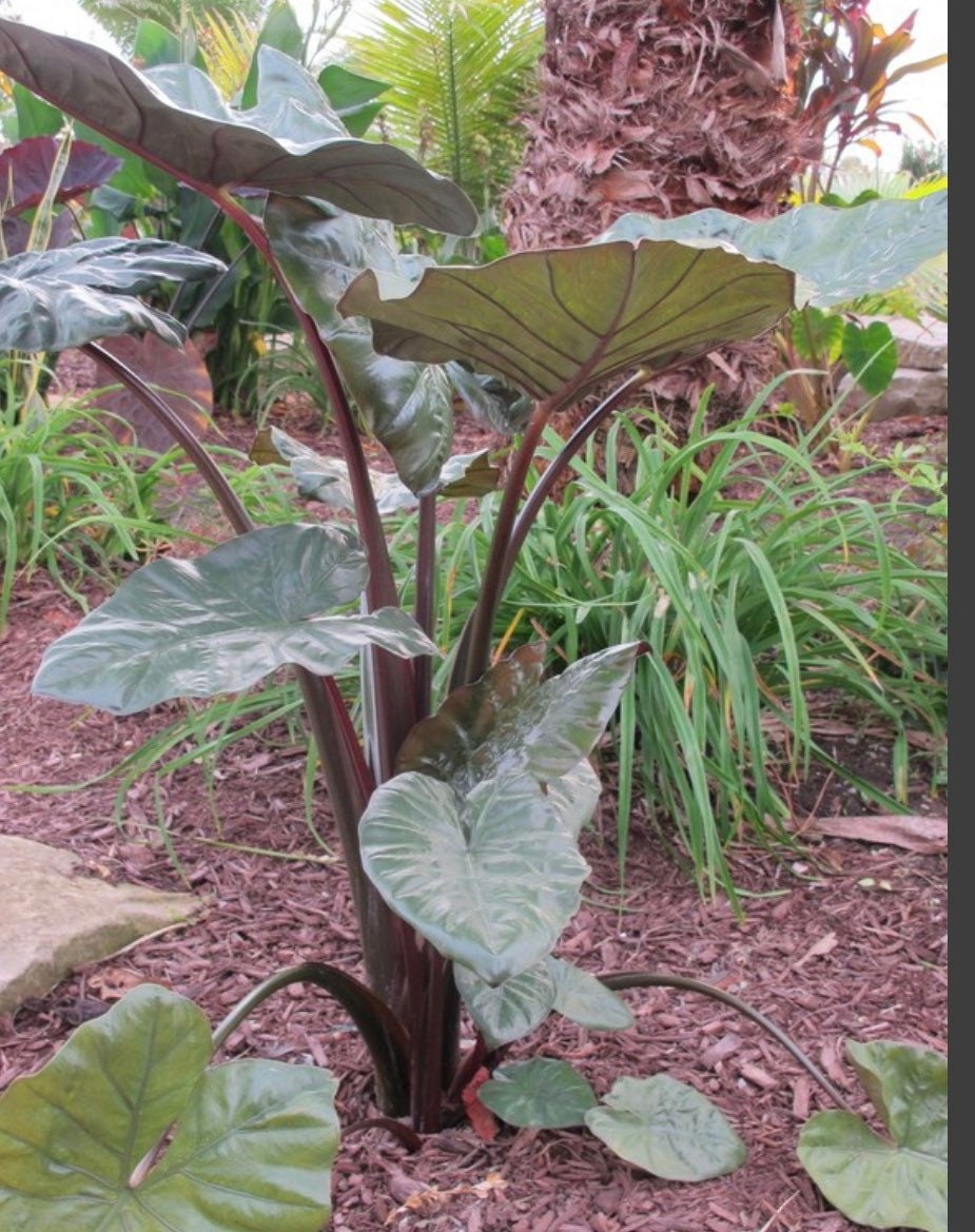 Alocasia Metallica Sarawakensis Yucatan Princess Elephant Ear starter plant in 4” pot