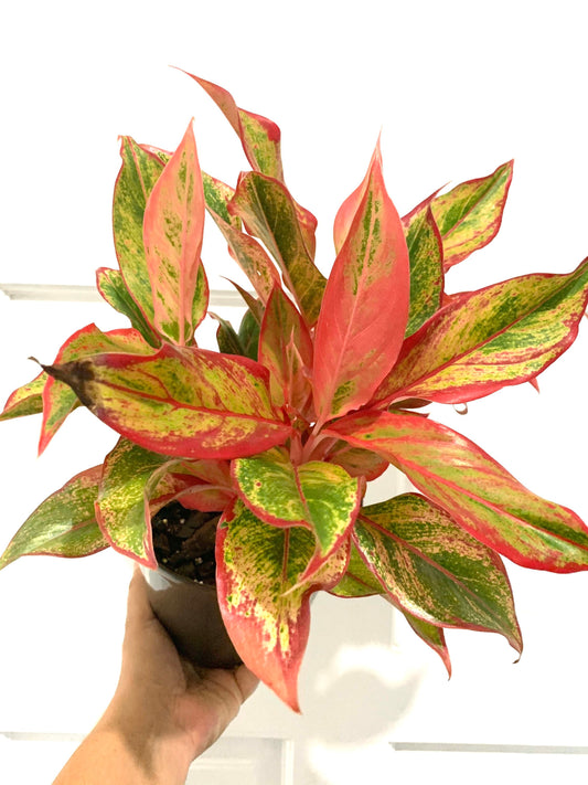 Aglaonema Siam Red Chinese Evergreen starter plant in 4” pot