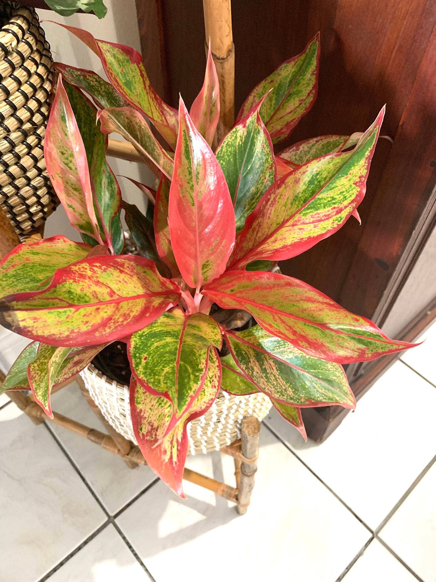 Aglaonema Siam Red Chinese Evergreen starter plant in 4” pot