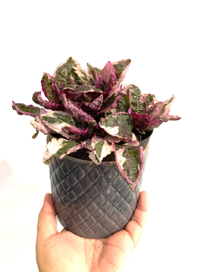 Tri color Variegated Waffle Plant purple Snow White starter plant in 4” pot