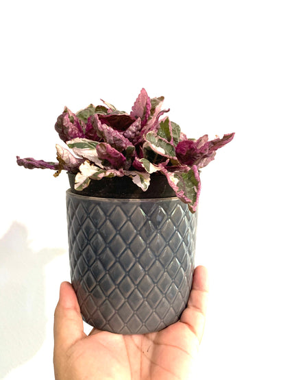 Tri color Variegated Waffle Plant purple Snow White starter plant in 4” pot