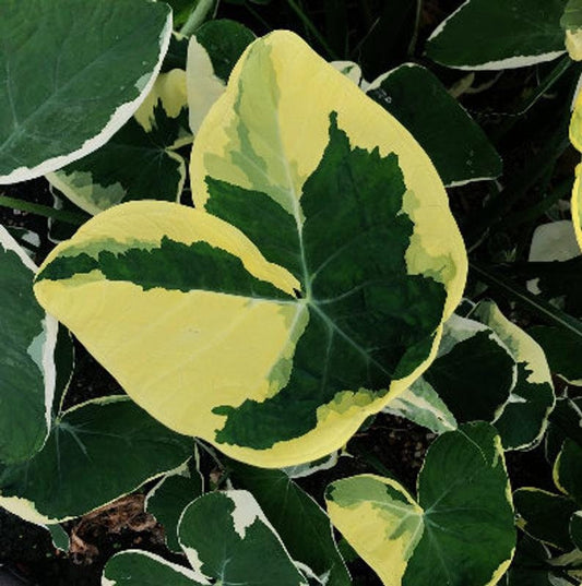 Alocasia Mickey Mouse Xanthosoma Albo Marginata Elephant Ear variegated RARE Taro starter