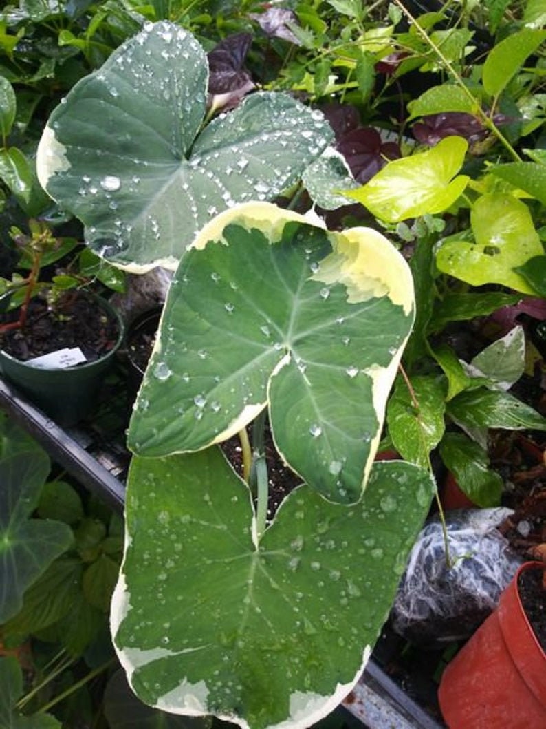 Alocasia Mickey Mouse Xanthosoma Albo Marginata Elephant Ear variegated RARE Taro starter