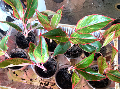 Aglaonema Siam Red Chinese Evergreen starter plant in 4” pot