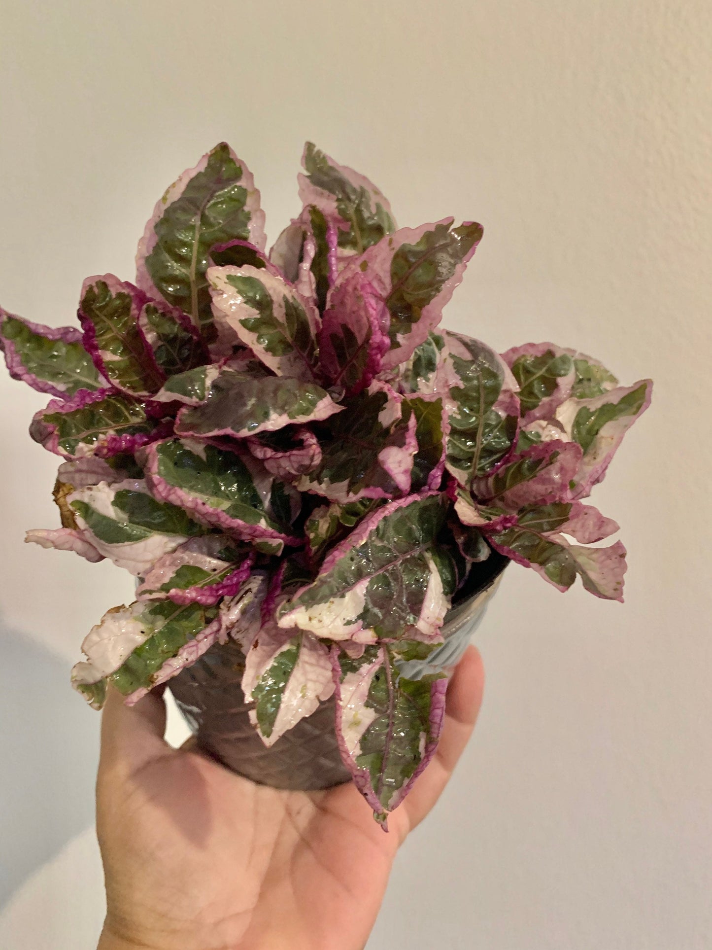 Tri color Variegated Waffle Plant purple Snow White starter plant in 4” pot