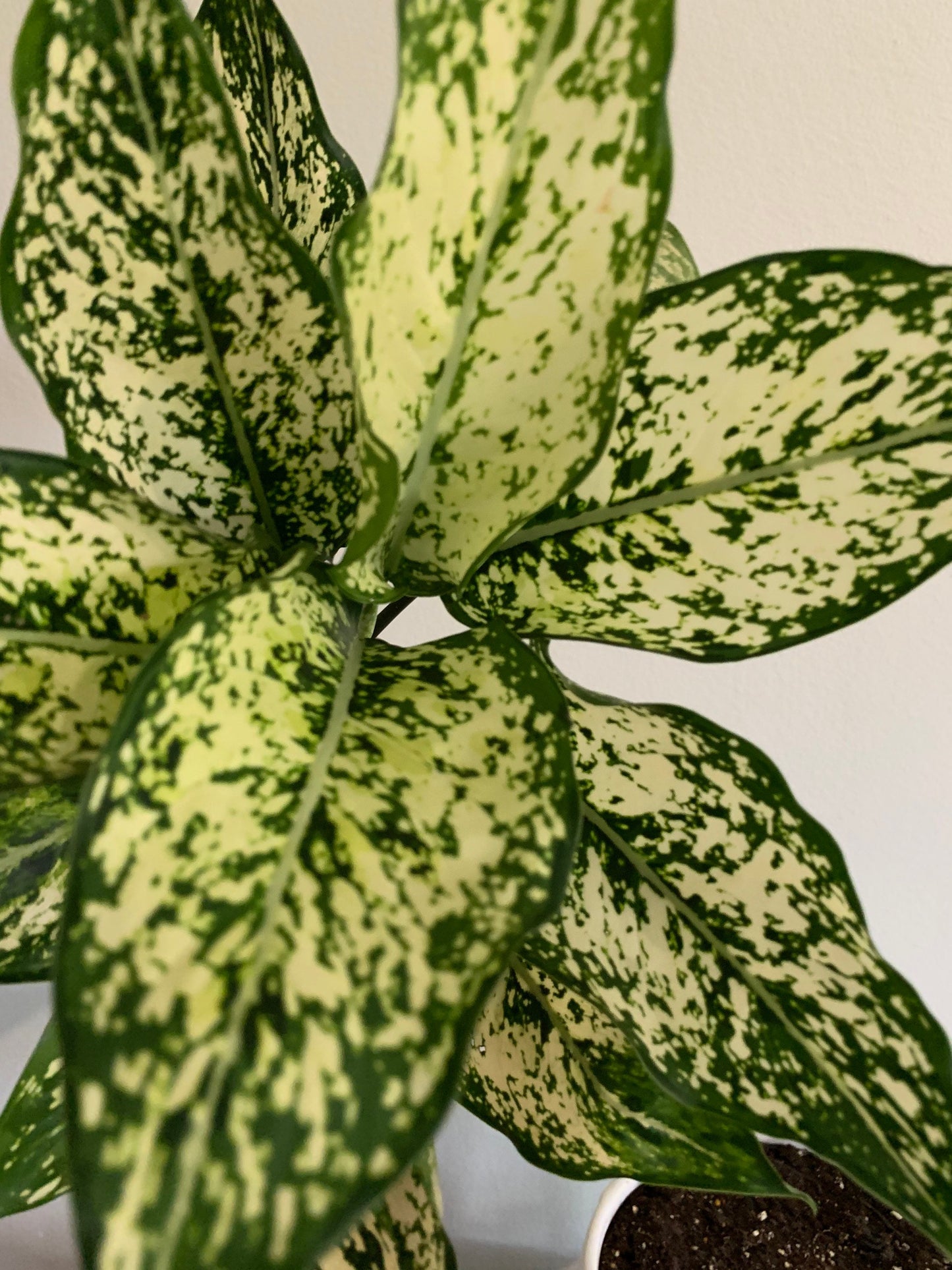 Aglaonema Spring Snow plant