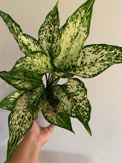 Aglaonema Spring Snow plant