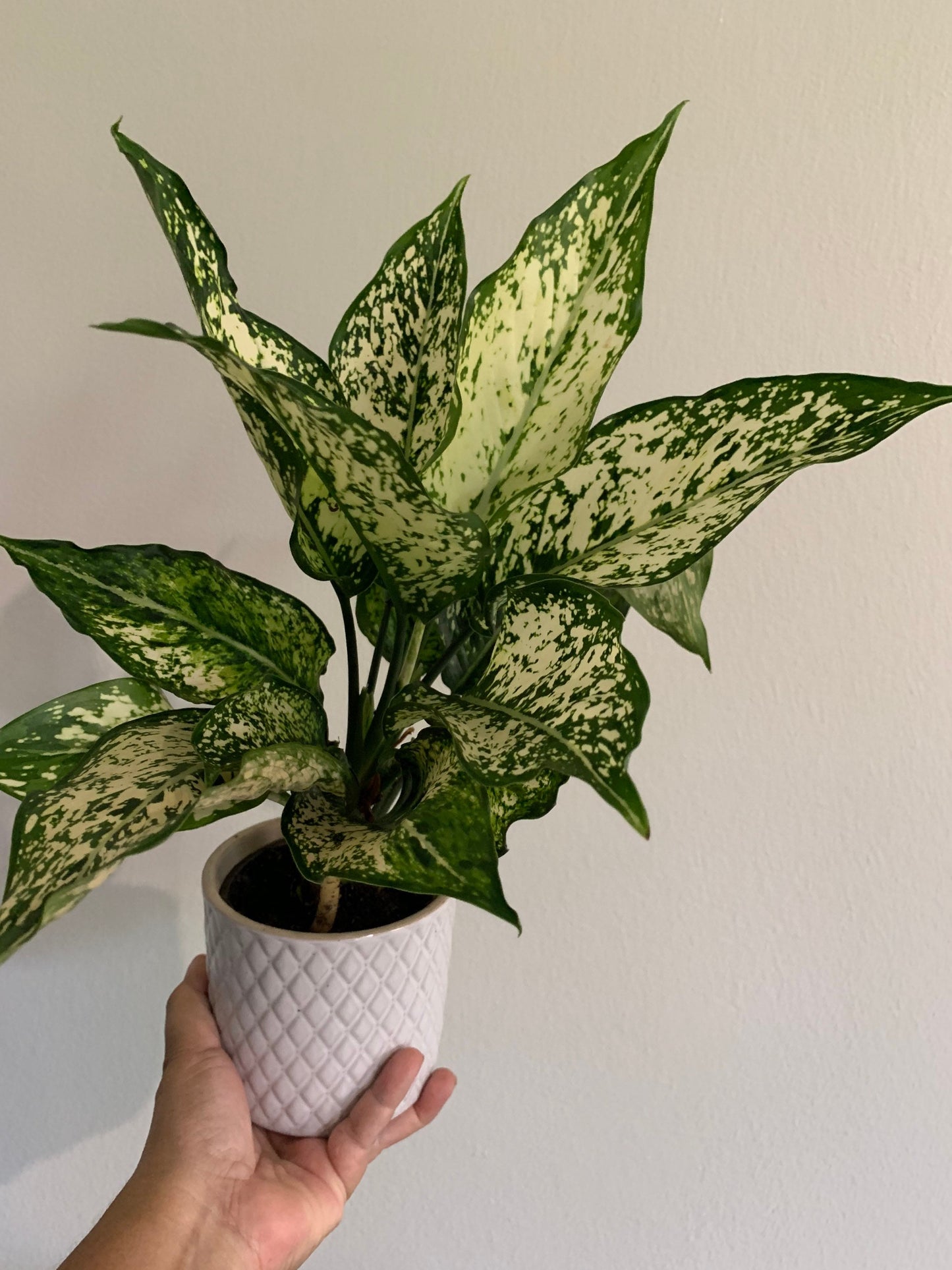 Aglaonema Spring Snow plant